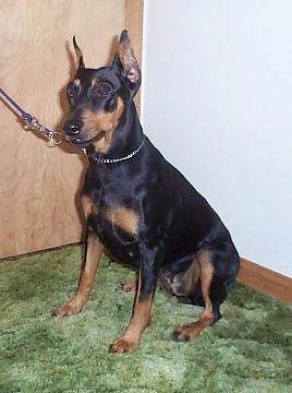 Doberman Full Grown